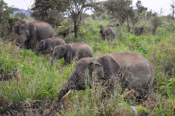 Srí Lanka - cesta za kultúrou, prírodou a relaxom