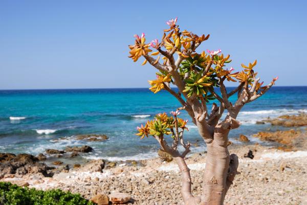 Sokotra - tajomstvá dračieho ostrova