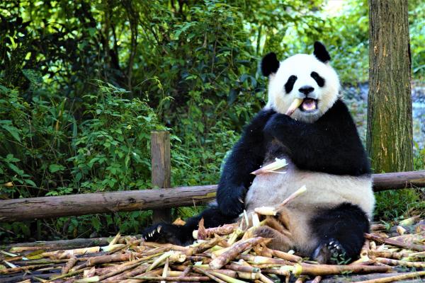 Najpestrejšia Čína