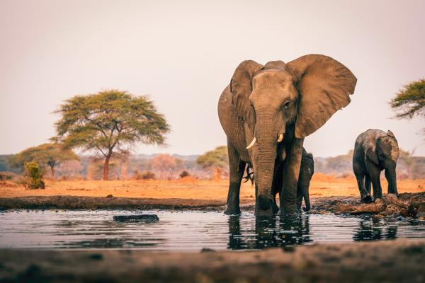 Juhoafrická republika komfortne - vinice, Kapské mesto a safari