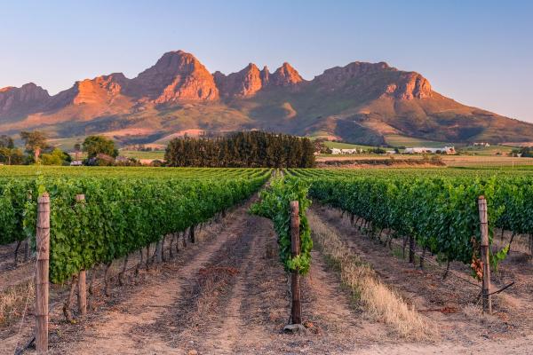 Juhoafrická republika komfortne - vinice, Kapské mesto a safari