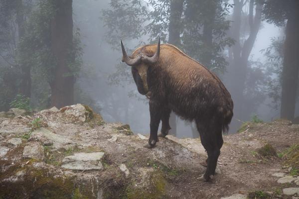 Bhután, Nepál, India - Šangri La a Taj Mahal