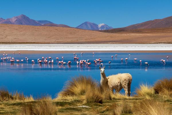 Peru, Bolívia, Čile - Inkovia, Andy a púšť Atacama