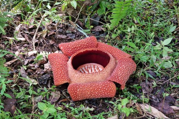 Malajzia, Borneo, Brunej - Ázijské safari