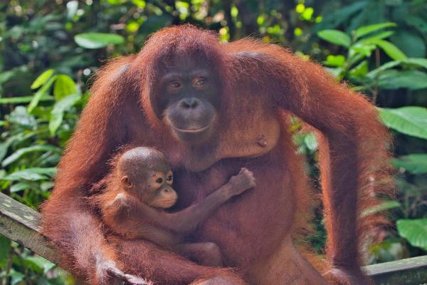 Malajzia, Borneo, Brunej - Ázijské safari