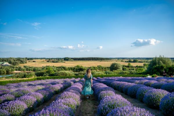 Litovel a levanduľový festival