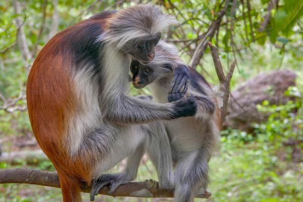 Zanzibar All Inclusive a safari v NP Serengeti a Ngorongoro