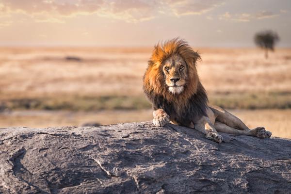 Zanzibar All Inclusive a safari v NP Serengeti a Ngorongoro