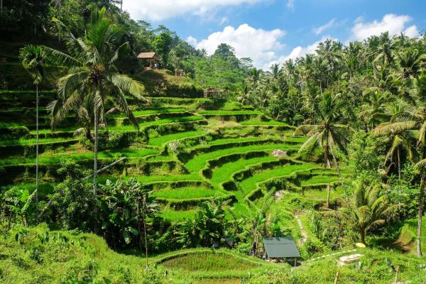Bali