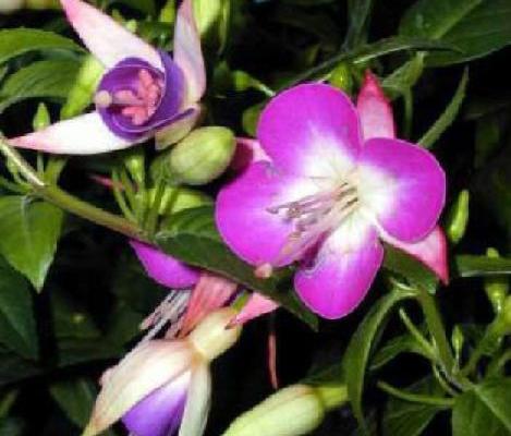 Festival cesnaku v Buchloviciach