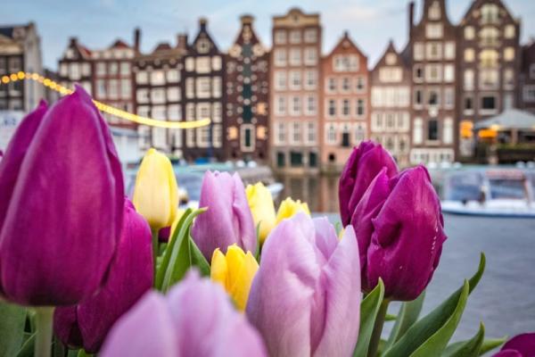 Tulipány v Amsterdame