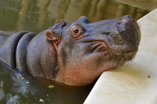Tropikárium Budapešť, poznávací zájazd