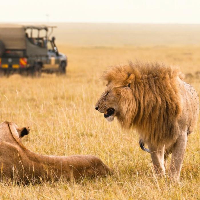 Safari pobyty