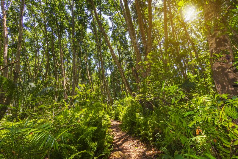 Jozani forest, Zanzibar