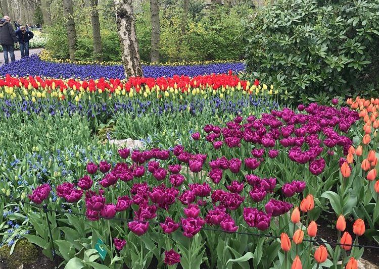 Keukenhof, Holandsko