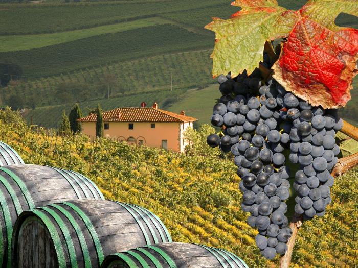 Toskánska vinica, sudy, hrozno a dom. Taliansko