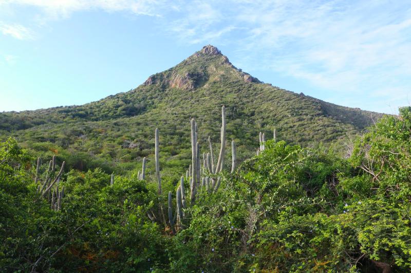 Zelený kopec, exotické stromy v národnom parku Christoffel. Curacao
