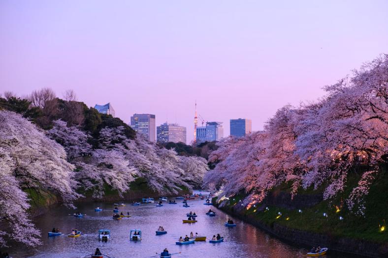 Park Ueno, rozkvitnuté čerešne a moderné centrum Tokia v pozadí.