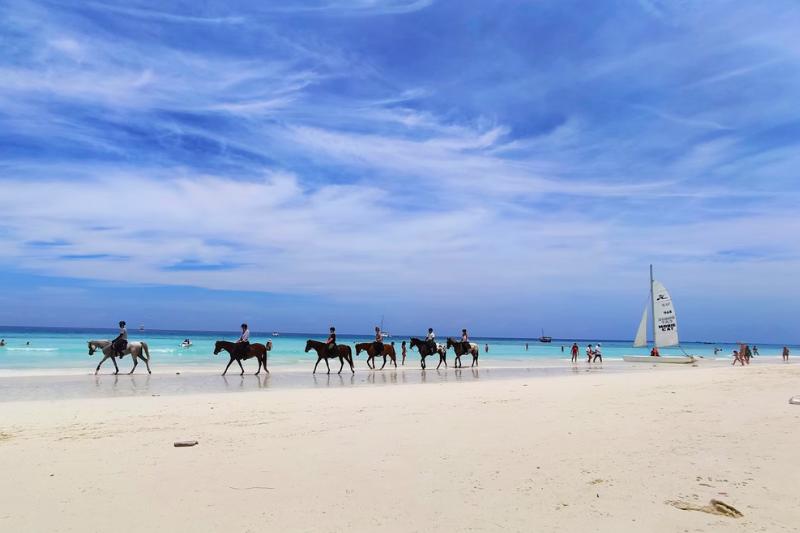 Kone na pláži na ostrove Zanzibar.