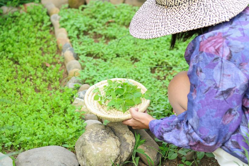 Zber byliniek v záhrade a žena v klobúku.