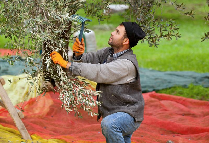 Muž pri zbere olív.