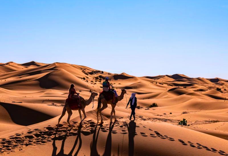 Dve ťavy idúce po pieskových dunách v Maroku.