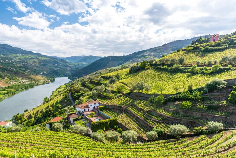 Portské vinice