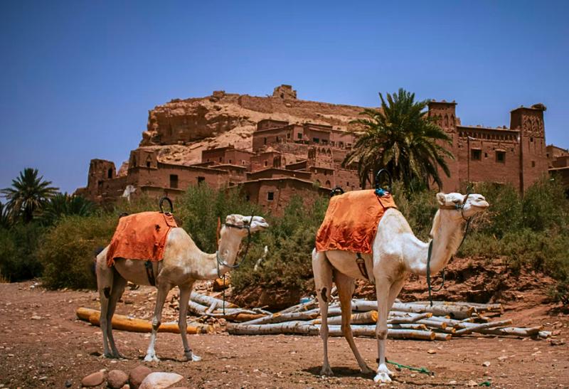 Hlinené mesto Ait Ben Haddou v Maroku a dve ťavy.