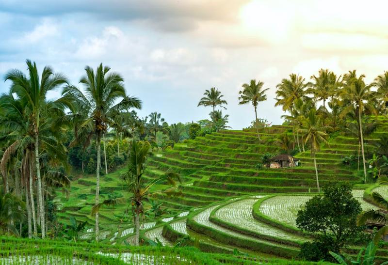Zelené ryžové polia na ostrove Bali.