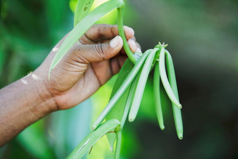 Zelené vanilkové struky z Madagaskaru