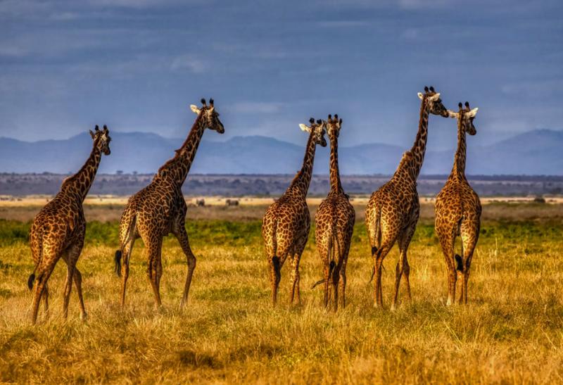 Žirafy v tráve v NP Amboseli v Keni.