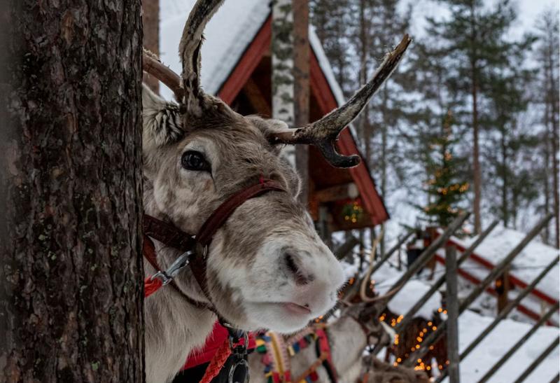 Sob za stromom v Rovaniemi počas dňa.