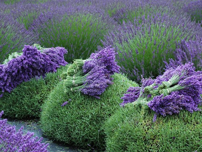 Zber levandule na poli.