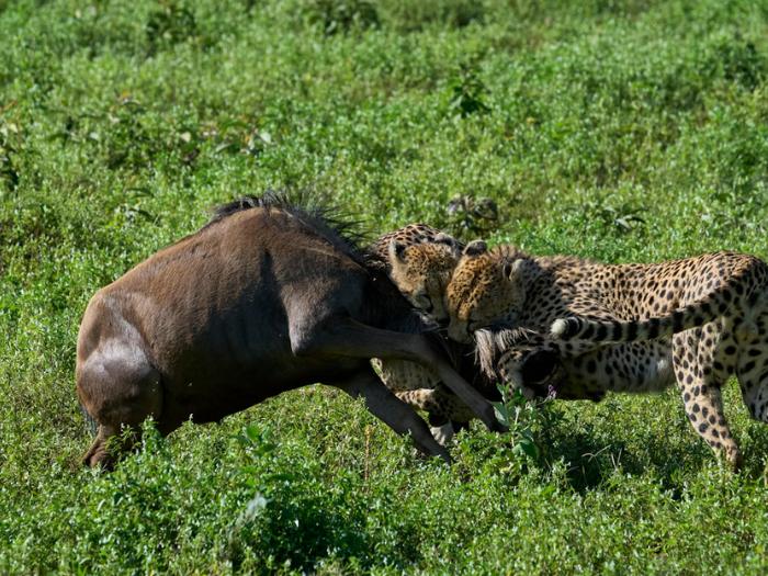 Útočiace dravce v Ngorongoro.