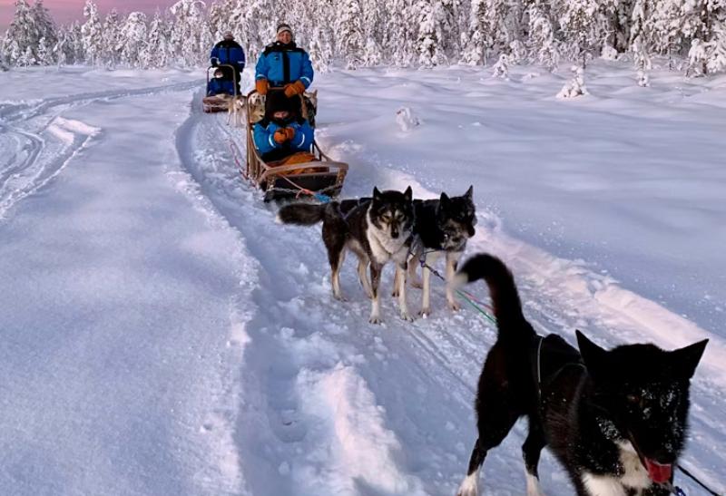 Psie záprahy na snehu.