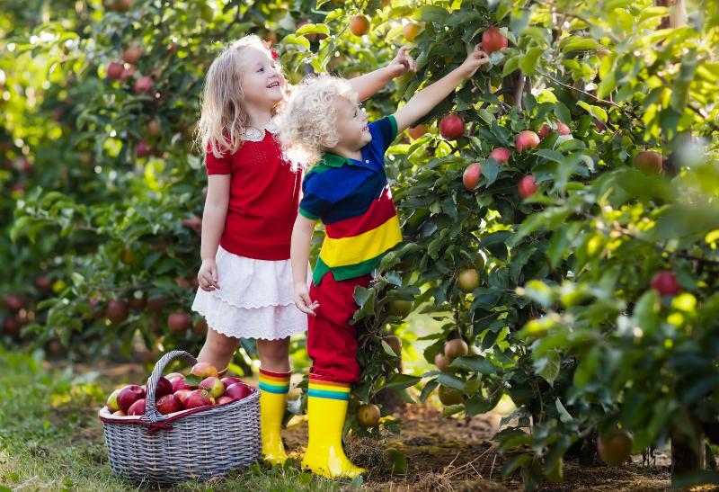 Deti zbierajú červené jablká do košíka.