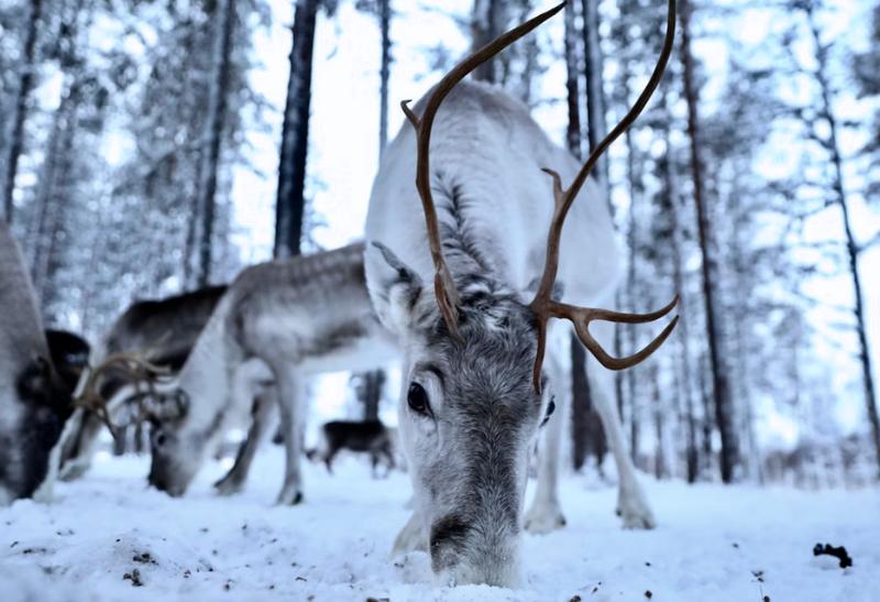 Soby vo svojom prirodzenom prostredí na snehu.