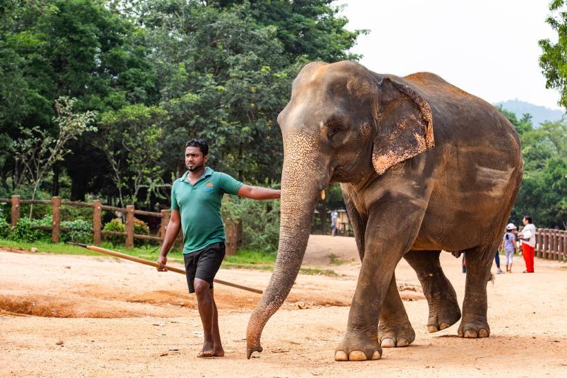 Muž a slon v parku na Srí Lanke.