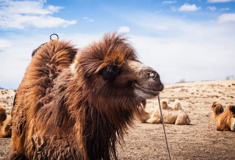Dvojhrbá ťava na púšti Gobi v Mongolsku.