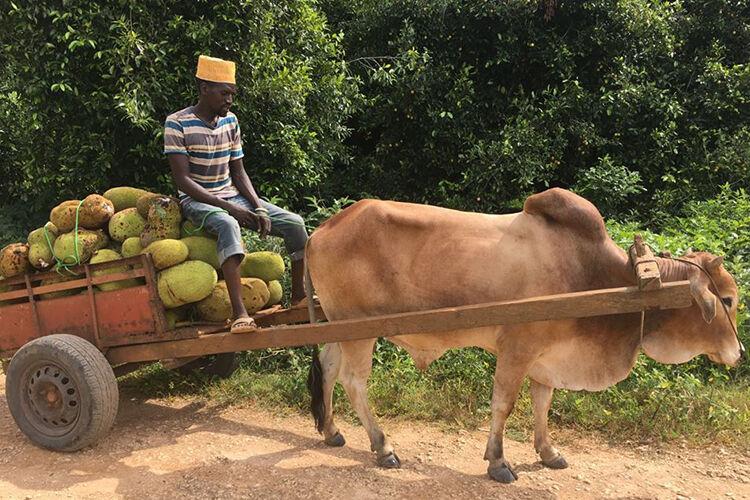 Miestny obyvateľ s byvolom na ostrove Zanzibar.