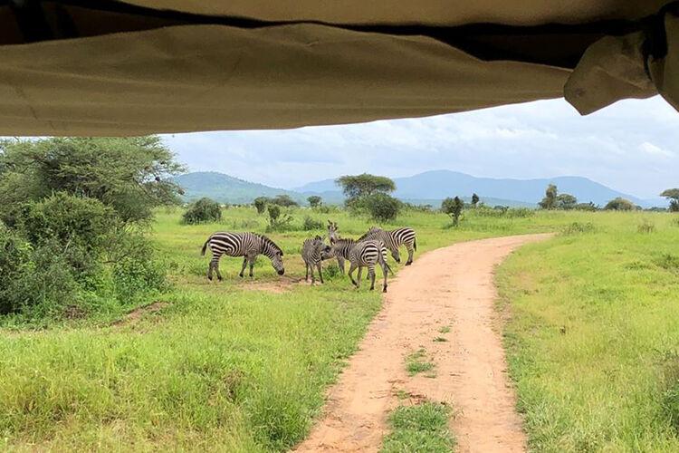 Pasúce sa zebry pri ceste počas jazdy na džípe na safari v Tanzánii.