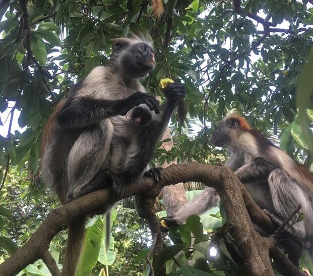 Miestne ikony - opice na strome na ostrove Zanzibar.