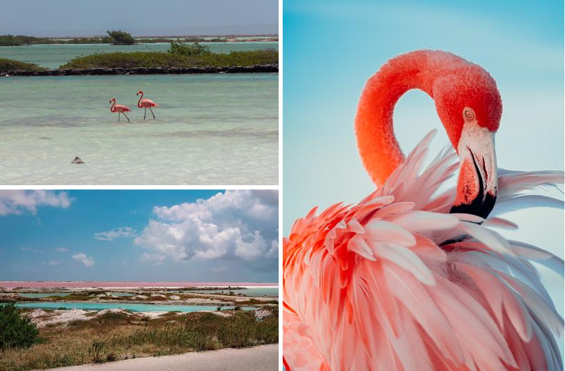 Koláž fotiek - ružové plameniaky na Arube a Bonaire. Karibk