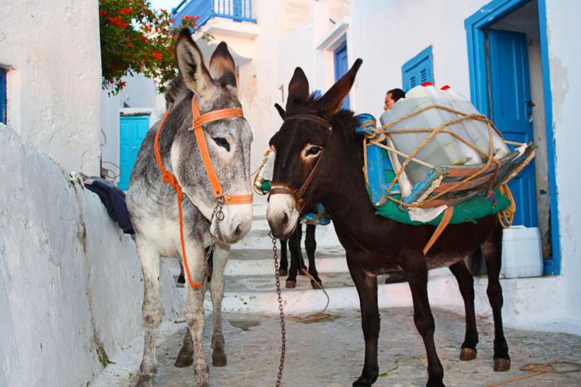Oslíky v meste Lindos, Rodos.