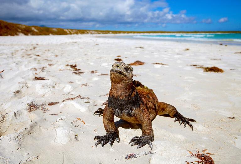 Jedinečné Galapágy - jašter na pieskovej pláži a oceán v pozadí. Ekvádor.