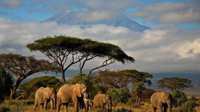 Slony v Amboseli a Kilimandžáro. Keňa.
