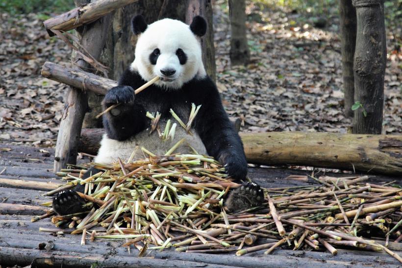 Panda sediaca na zemi.