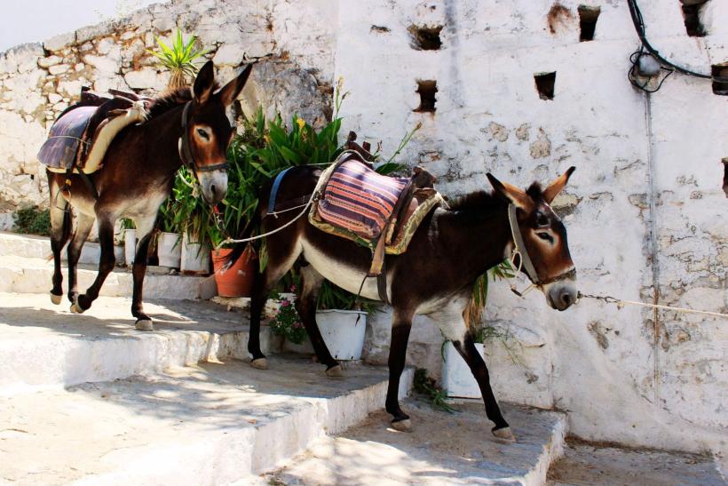 Oslíky v meste Lindos, Rodos