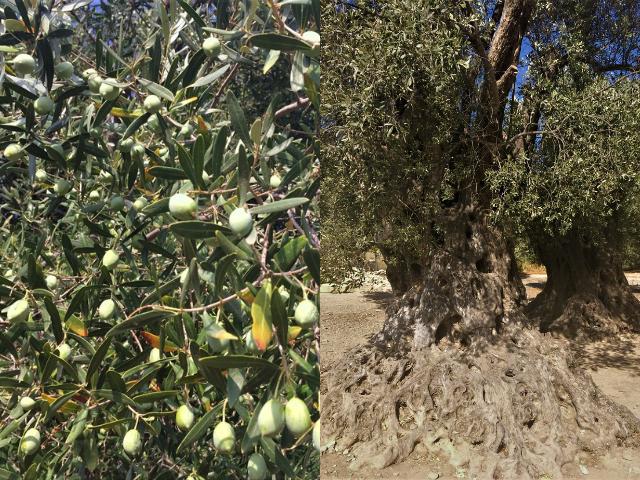 Grécke olivy - listy a strom.