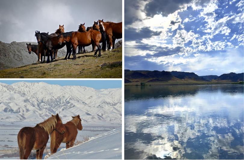 Koláž fotiek z Kazachstanu - pasúce sa kone, kone na snehu a pastviny.